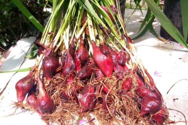 Mengenal Bawang Dayak, Tanaman Obat dengan Segudang Manfaat untuk Kesehatan