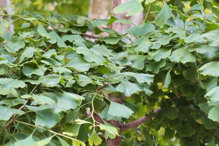 Ginkgo Biloba: Mengungkap Rahasia Suplemen Herbal yang Digunakan Pengobatan Cina Kuno