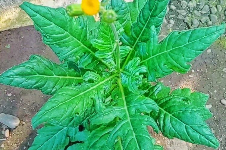 Alasan  Daun Sambung Nyawa Disebut 'Daun Dewa' dalam Pengobatan Tradisional