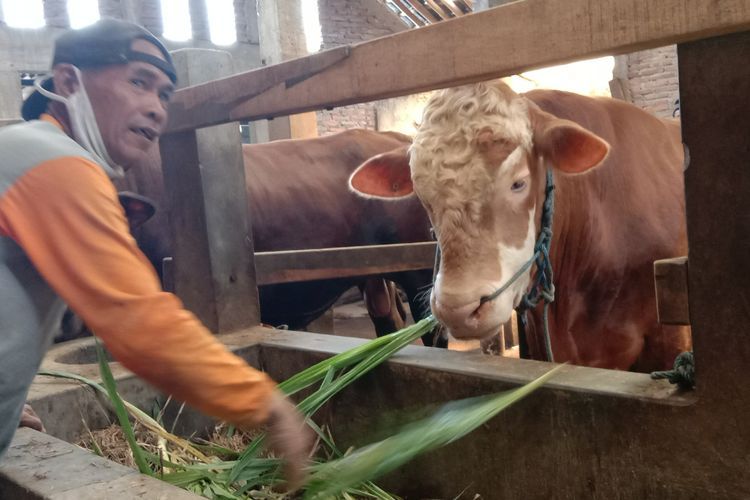 Sapi Kurban Presiden Jokowi Dibeli dari Peternak Karanganyar, Harganya Fantastis!
