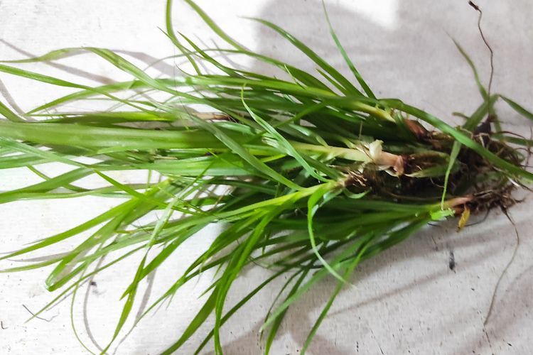 Manfaat dan Cara Mengolah Rumput Suket Teki, Sering Dijumpai tapi Banyak Tak Tau 