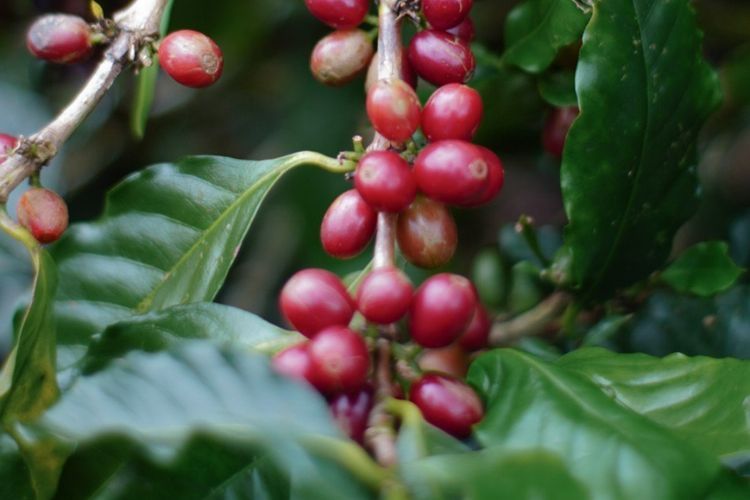 Kopi Indonesia Go International Sampai di Athena, Yunani!