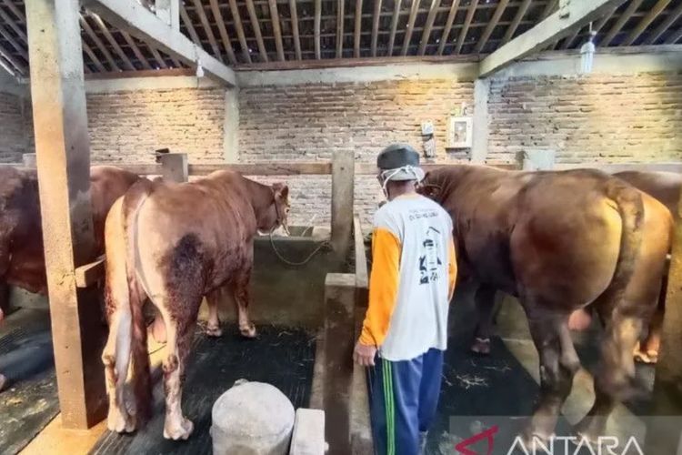 Jelang Idul Adha, Presiden Jokowi Beli Sapi Limosin Seberat 620 Kg