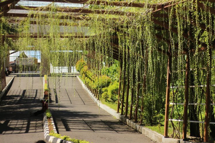 Uniknya Kebun Raya Jompie Parepare, dari Tumbuhan Langka hingga Kayu Termahal Ada di Sini