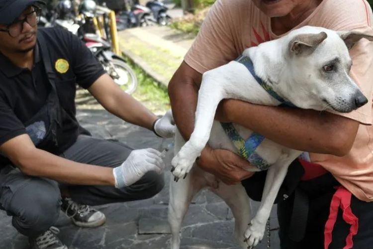 Antisipasi Rabies, BPBD Tangerang Siapkan Timsus Tangani Hewan Liar, Hubungi Siaga 112