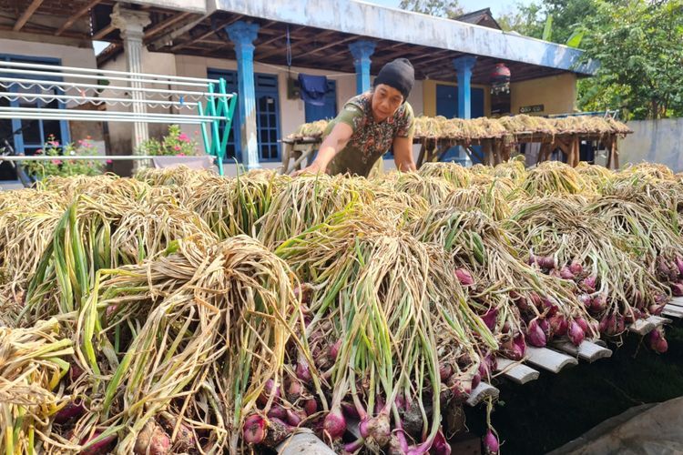 Ikuti Saran Ganjar Pakai Pupuk Organik, Petani Bawang di Brebes Dapat Hasil Lebih Untung