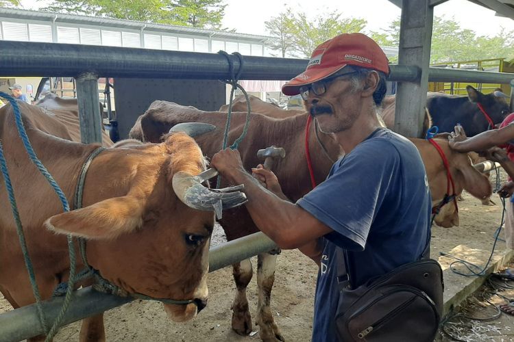 Unik, Ada Salon Sapi di Tulungagung Jelang Kurban, Menipedi Tanduk hingga Kuku Kaki