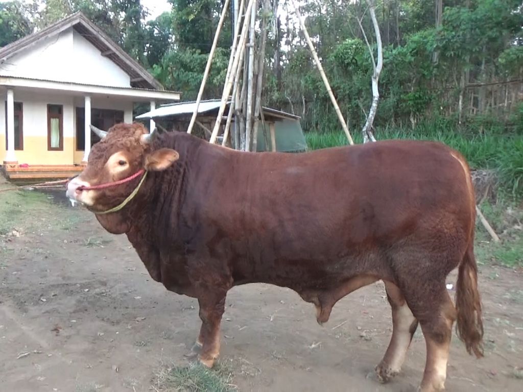 Bobotnya 1 Ton Lebih, Sapi Milik Warga Probolinggo Ini Dilirik Gubernur Jatim Buat Kurban