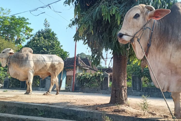 Sapi Kurban Jumbo Hampir 1 Ton Dijual Rp65 Juta, Peternak Berharap Dibeli Raffi Ahmad