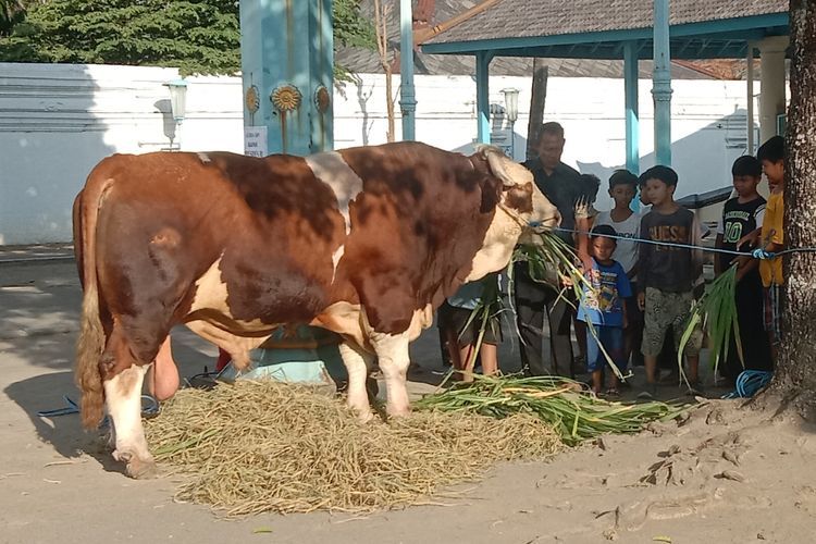 Presiden Jokowi dan Keluarga Soeharto Kurban Sapi di Masjid Agung Solo, Dibagikan ke Panti