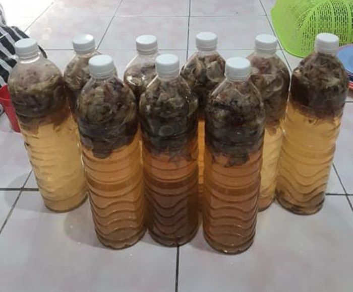 Kreatif! Mahasiswa KKN UNY Ciptakan Insektisida Alami dari Daun Bawang, Kok Bisa?