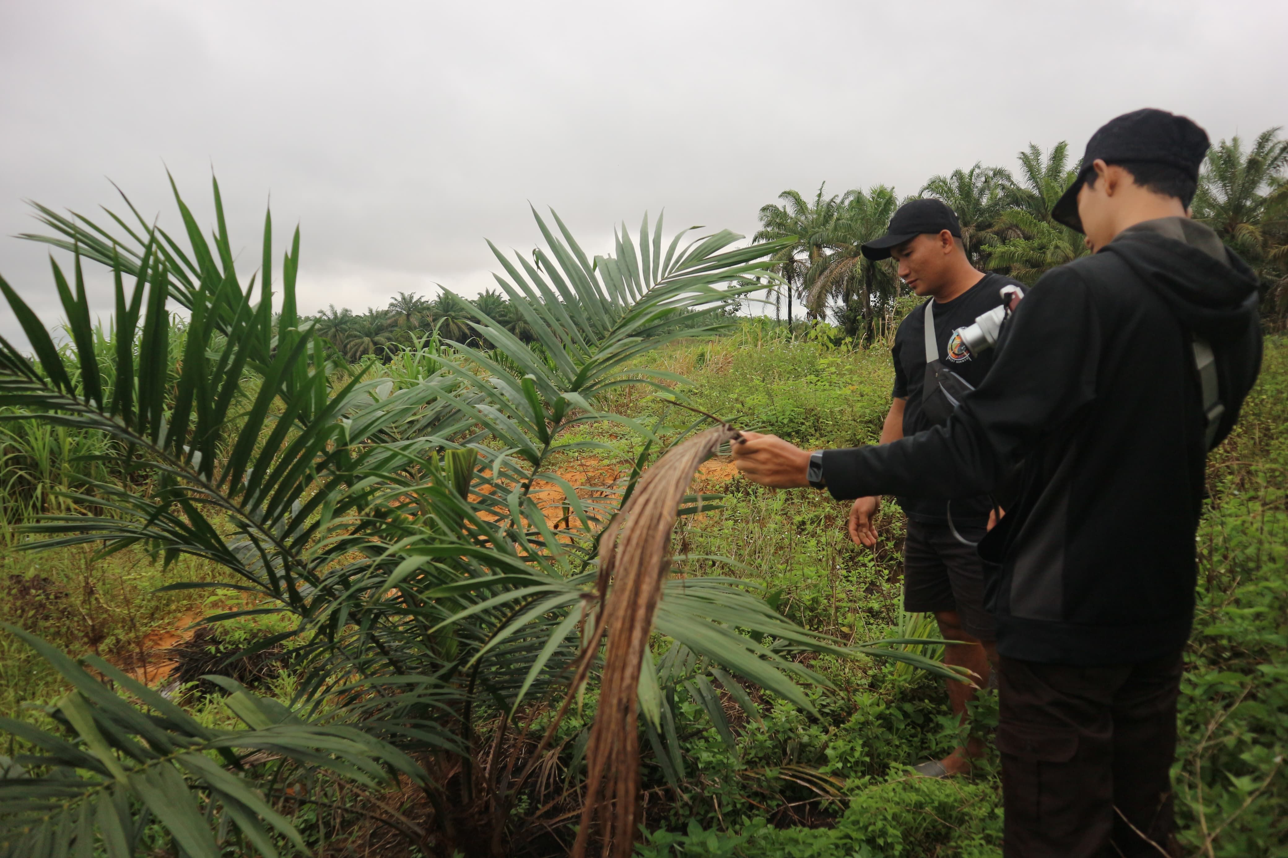 Hasil dari Mahasiswa Antropologi Budaya UGM Teliti Dampak Sosial Replanting Sawit di Kalimantan Barat
