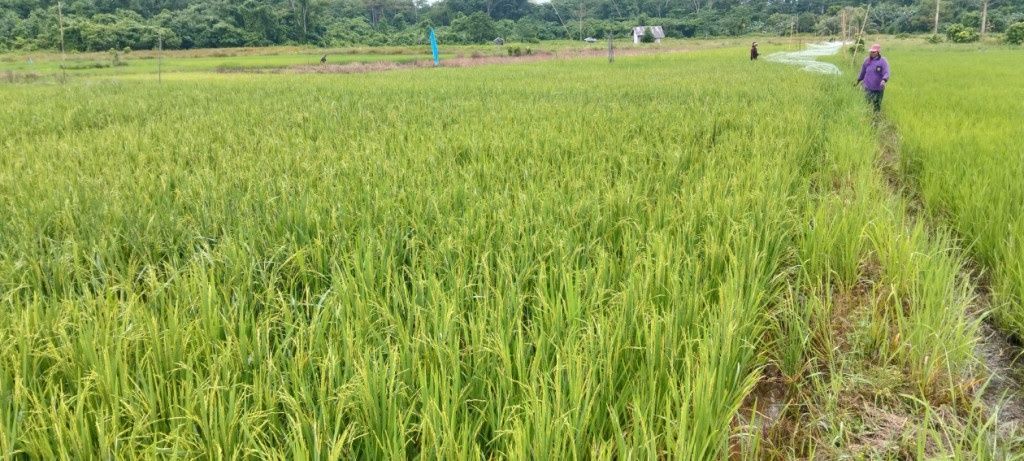 Bawa Misi Ketahanan Pangan, KKN UGM Siap Panen Padi Gamagora di Pulau Enggano