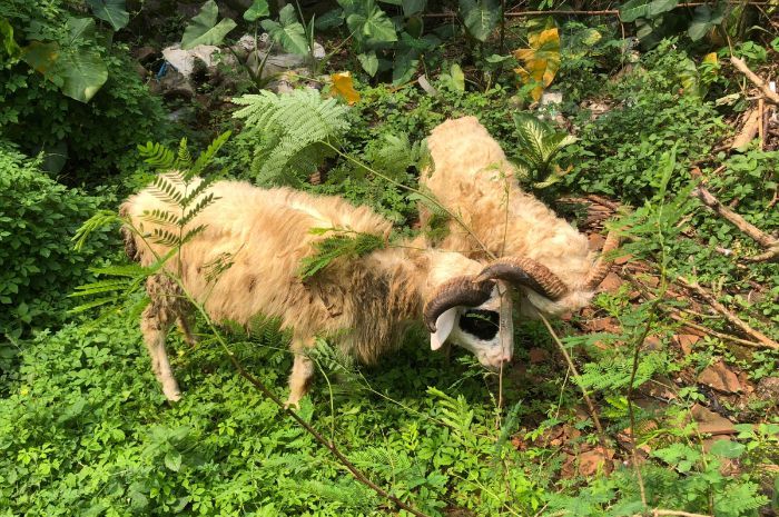 Simak Syarat dan Kriteria Domba atau Kambing untuk Kurban di Hari Raya Idul Adha