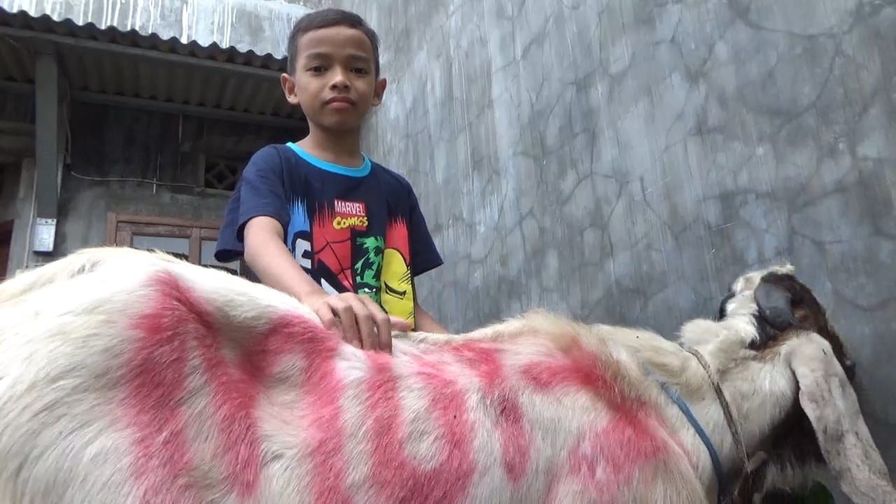 Nabung Uang Saku Sekolah, Bocah Kelas 4 SD Beli Kambing untuk Kurban Senilai Rp3,5 Juta