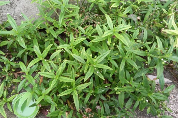 Urang Aring, Tumbuhan Gulma yang Banyak Manfaatnya: Bukan Cuma buat Rambut!