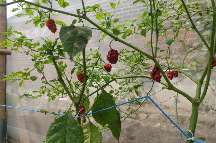 Petani di Mojokerto Sukses Budidaya Cabai Carolina Reaper, Cuan Jutaan Rupiah Sekali Panen!
