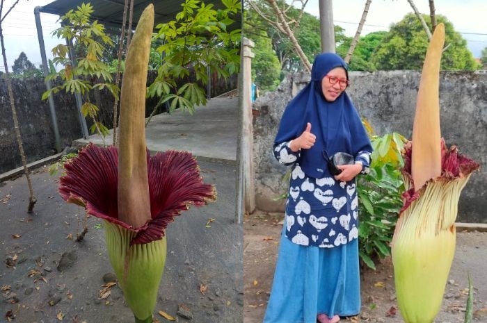 Mengenal Amorphophallus Titanum, Bunga Bangkai Raksasa Endemik Jadi Ikon Kabupaten Rejang Lebong Bengkulu