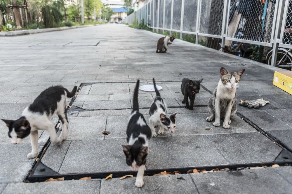 Kucing Liar Dianggap Hewan yang Paling Banyak Membunuh Spesies Lain di Australia, Siap Dibasmi dengan Racun