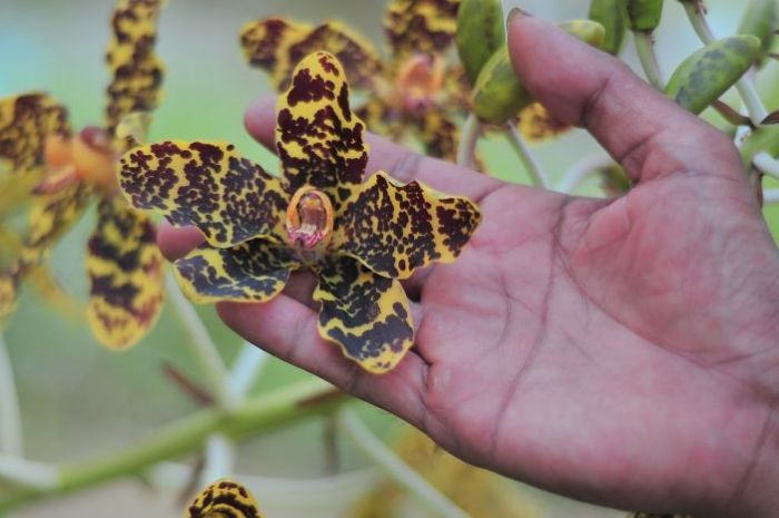 98 Spesies Anggrek Berhasil Ditemukan di Bangka Belitung, Sudah Ada Orchidarium yang Dibikin Pihak Swasta