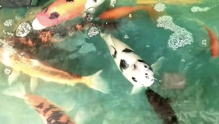 Ironis, Akibat Pemadaman Listrik 16 Ikan Koi Kesayangan Pria Asal Parepare Ini Mati