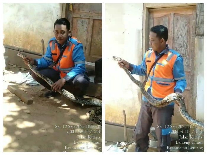 Heroik! Petugas PLN di Sumenep Tangkap Ular Piton Sepanjang 4 Meter dengan Tangan Kosong