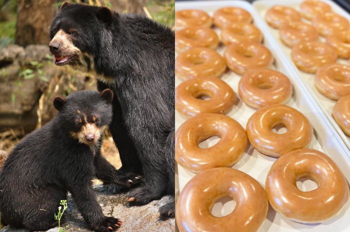 Astaga! Keluarga Beruang di Alaska Curi 20 Bungkus Donat Krispy Kreme di dalam Truk