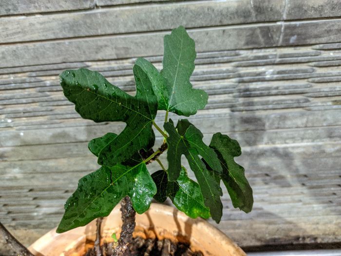 Menengok Pohon Ara, Tanaman Hias Tropis Cantik Punya Julukan Pohon dari Surga