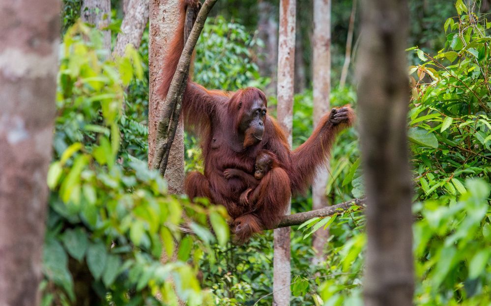 Kisah Pony, Orangutan yang DIrehabilitasi karena Jadi Korban Prostitusi