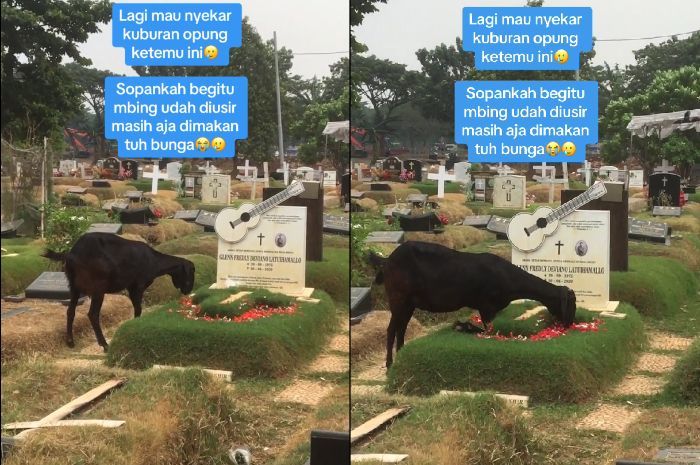 Kambing Makan Bunga di Atas Makam Glenn Fredly Viral, Netizen: Takut Suaranya Jadi Merdu