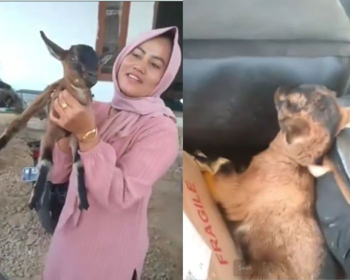 Viral! Kurir di Madura Antar Paket COD Kambing Hidup, Pembelinya Senyum-senyum