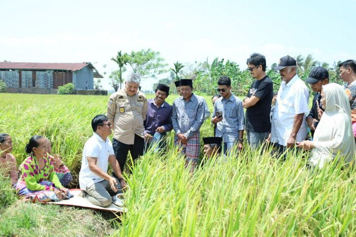 Tradisi Maccera Ase, Ungkapan Rasa Syukur Petani Bugis Sebelum Waktu Panen Tiba