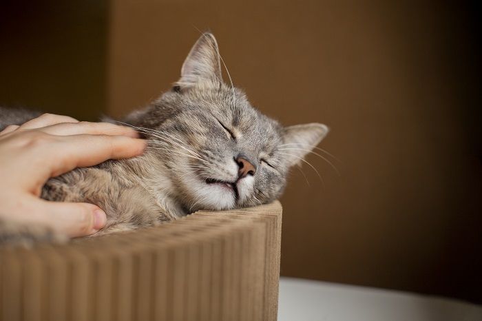 4 Tips untuk Cegah Kucing dari Bahaya Gigitan Nyamuk