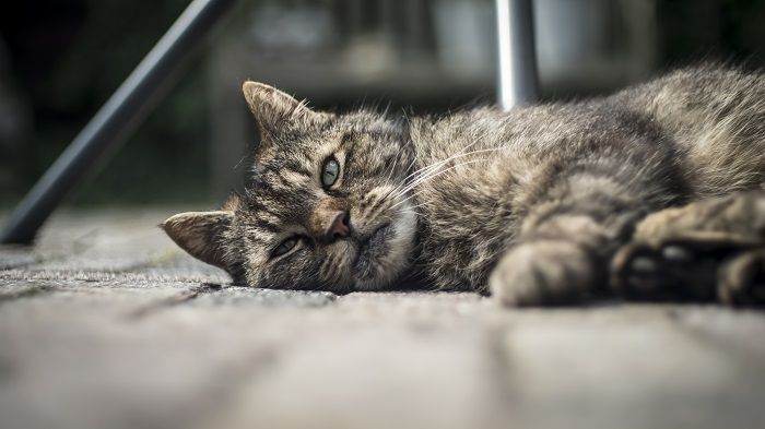 Cat Lovers Harus Tahu! Ini Dia Fakta Fakta Unik Tentang Kucing