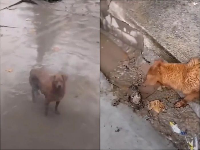 Bikin Haru, Induk Anjing Ini Minta Bantuan Manusia untuk Selamatkan Bayinya yang Kehujanan