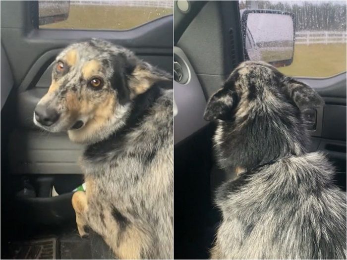 Majikannya Beli Anak Sapi, Anjing Ini Nangis Sesenggukan, Dikira Mau Diganti