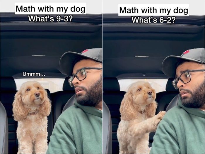 Gemes Banget! Anjing Ini Bisa Jawab soal Matematika dengan Cara Unik