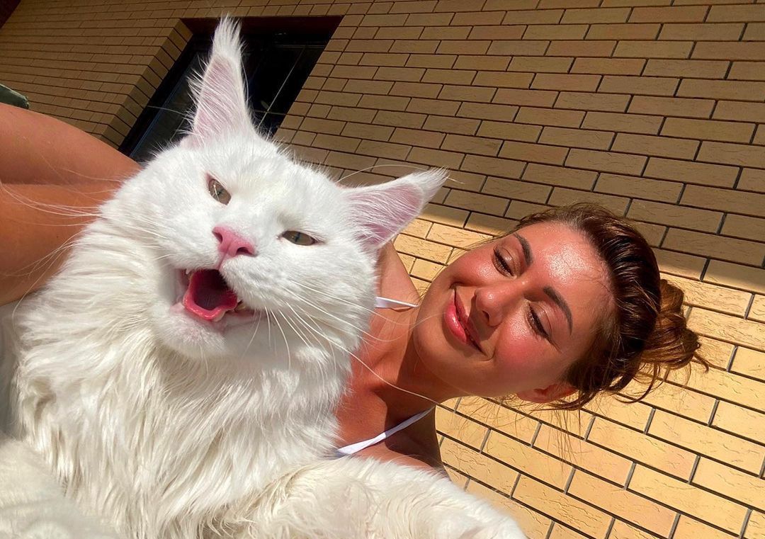 Wow! Ada Kefir, Kucing Maine Coon Raksasa yang Sering Dikira Anjing