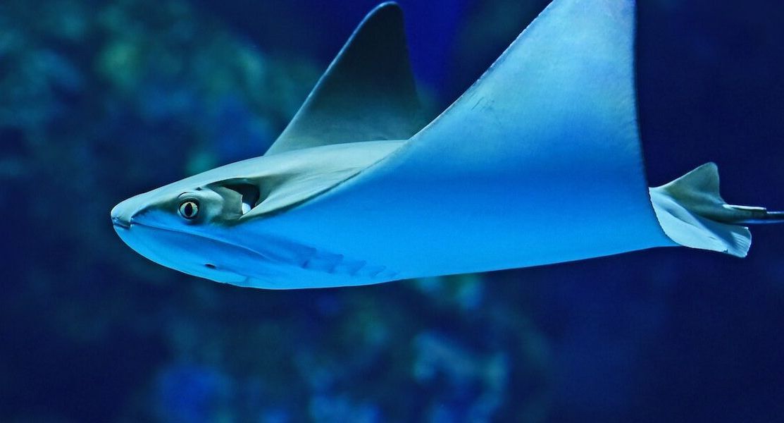 Sedih, Lembaga Internasional Umumkan Ikan Pari Jawa Punah di Tangan Manusia
