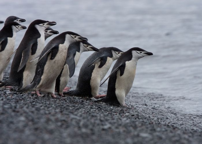 Unik! Penguin Chinstrap Bisa Tidur 10.000 Kali dalam Sehari, tapi Cuma 4 Detik