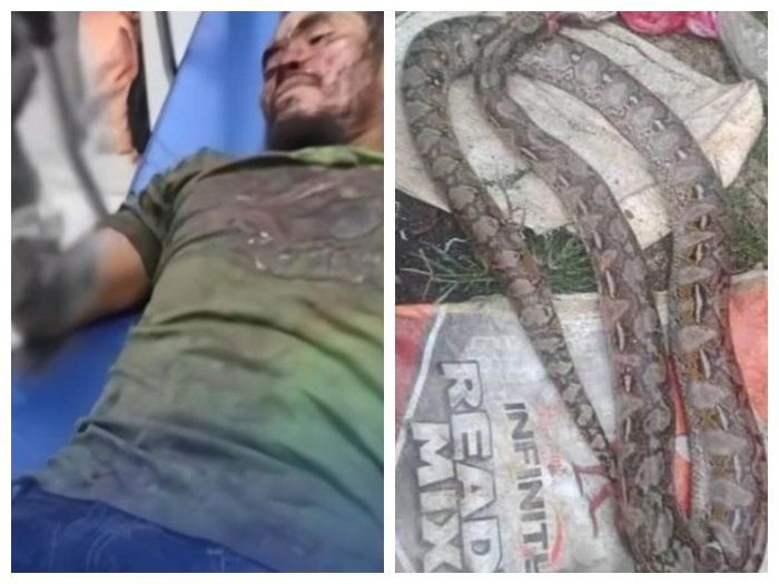 Viral Pria di Filipina Gigit Balik Ular Piton yang Menyerangnya Sampai Mati, Netizen: Ini Baru Laki!