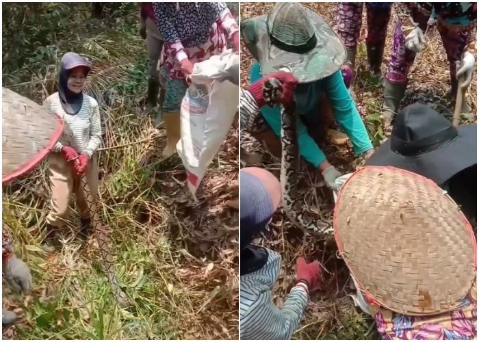 Viral Aksi Heroik Geng Emak-emak Tangkap Ular Piton di Kebun Sawit, Antusias Banget sampai Bagi Tugas