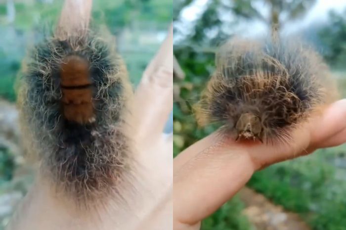 Viral Wanita Ini Temukan Ulat Bulu Unik di Persawahan, Netizen: Apa Gak Takut Gatel-gatel?