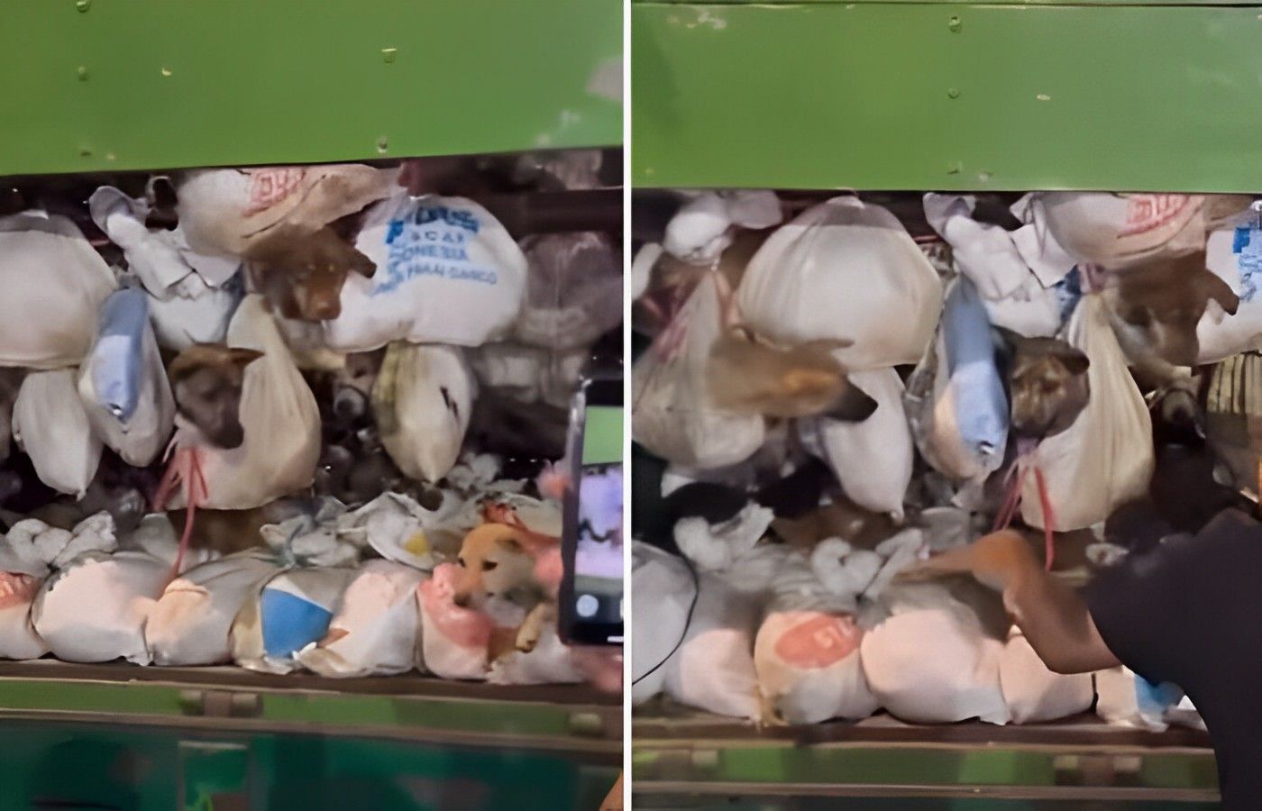226 Ekor Anjing Berhasil Diselamatkan, Kondisi Memprihatinkan dan Diduga akan Dijual untuk Dikonsumsi