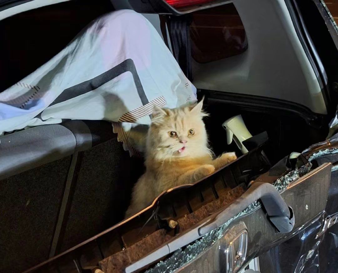 Viral Kucing Selamat dari Kecelakaan saat Berada di Bagasi Mobil, Ekspresinya Bikin Gemas!