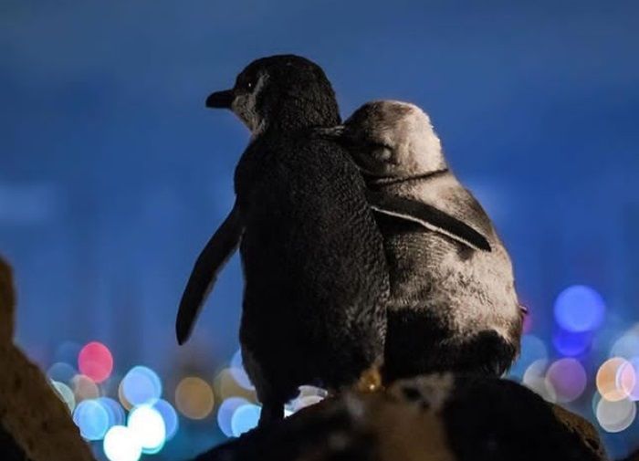 Seorang Fotografer Sukses Abadikan Momen Mesra 2 Ekor Penguin di Melbourne