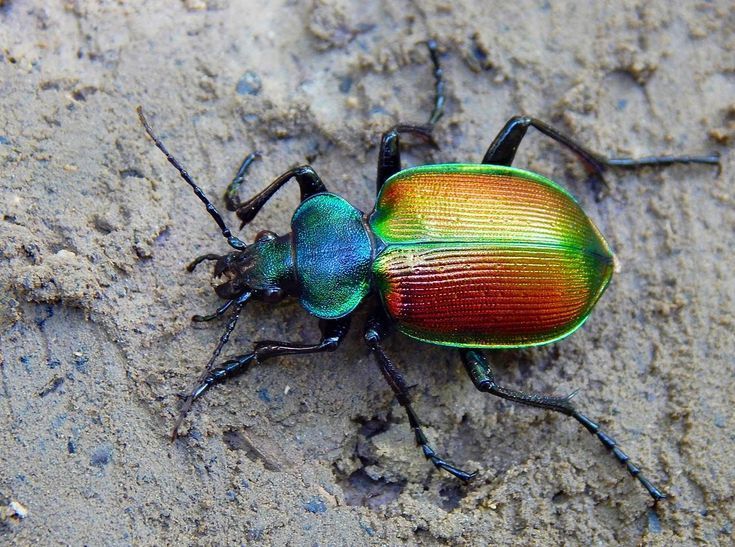 Waspada Saat Bertemu Serangga Kecil Ini di Jalan, Jangan Asal Pegang