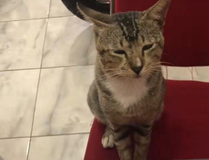 Viral Momen Seekor Kucing Datangi Dealer Sepeda Listrik, Disodori Brosur Penawaran sama Sales