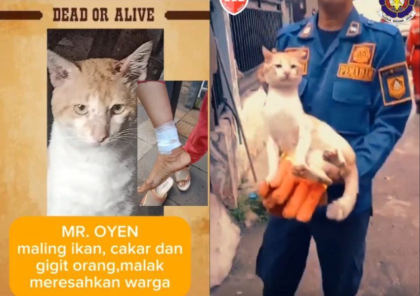 Aksi Liar Kucing 