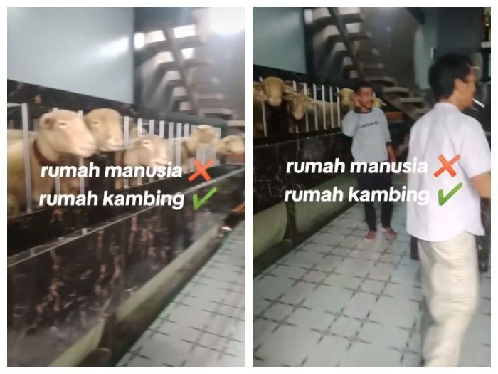 Viral! Rumah Mewah di Banjarnegara Dihuni oleh Puluhan Kambing